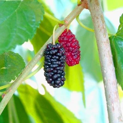 Mulberry+Early+Bird+-+